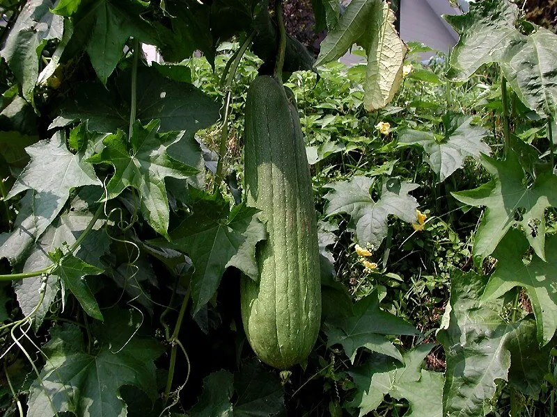 Luffa plant