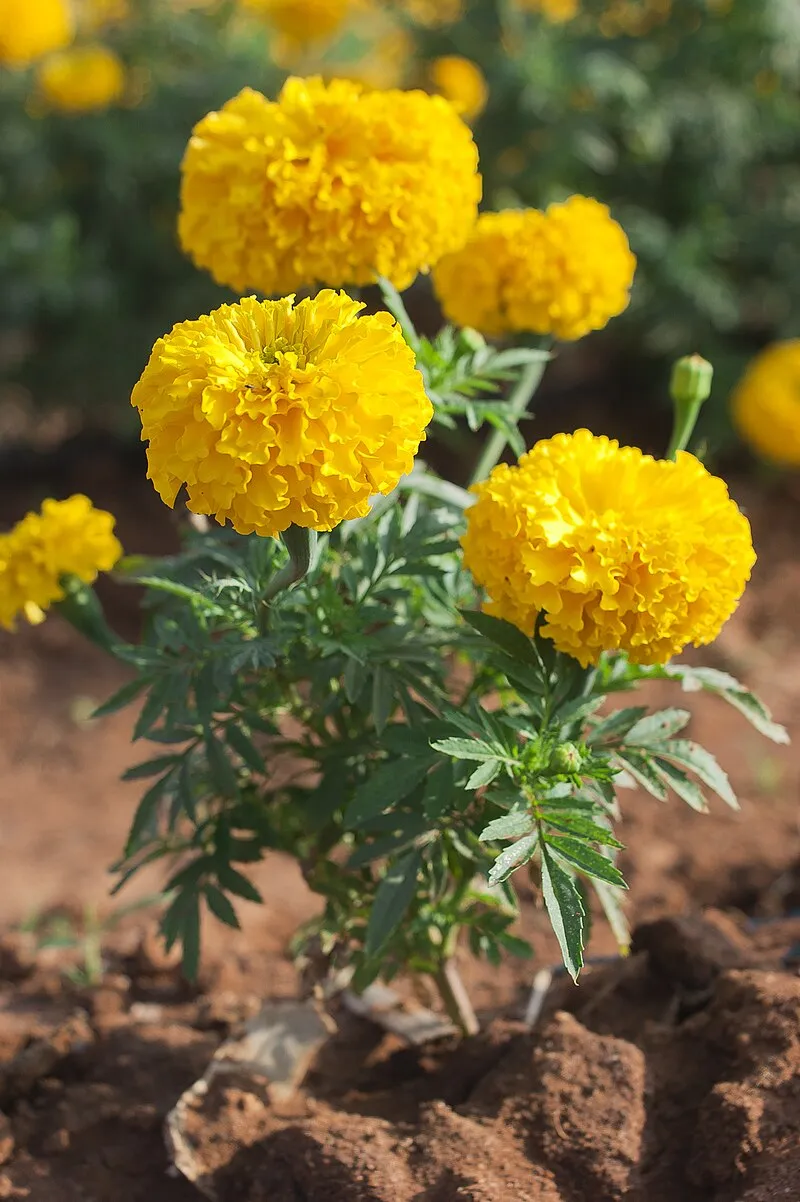 Marigold plant