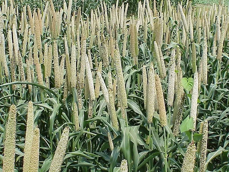 Millet plant