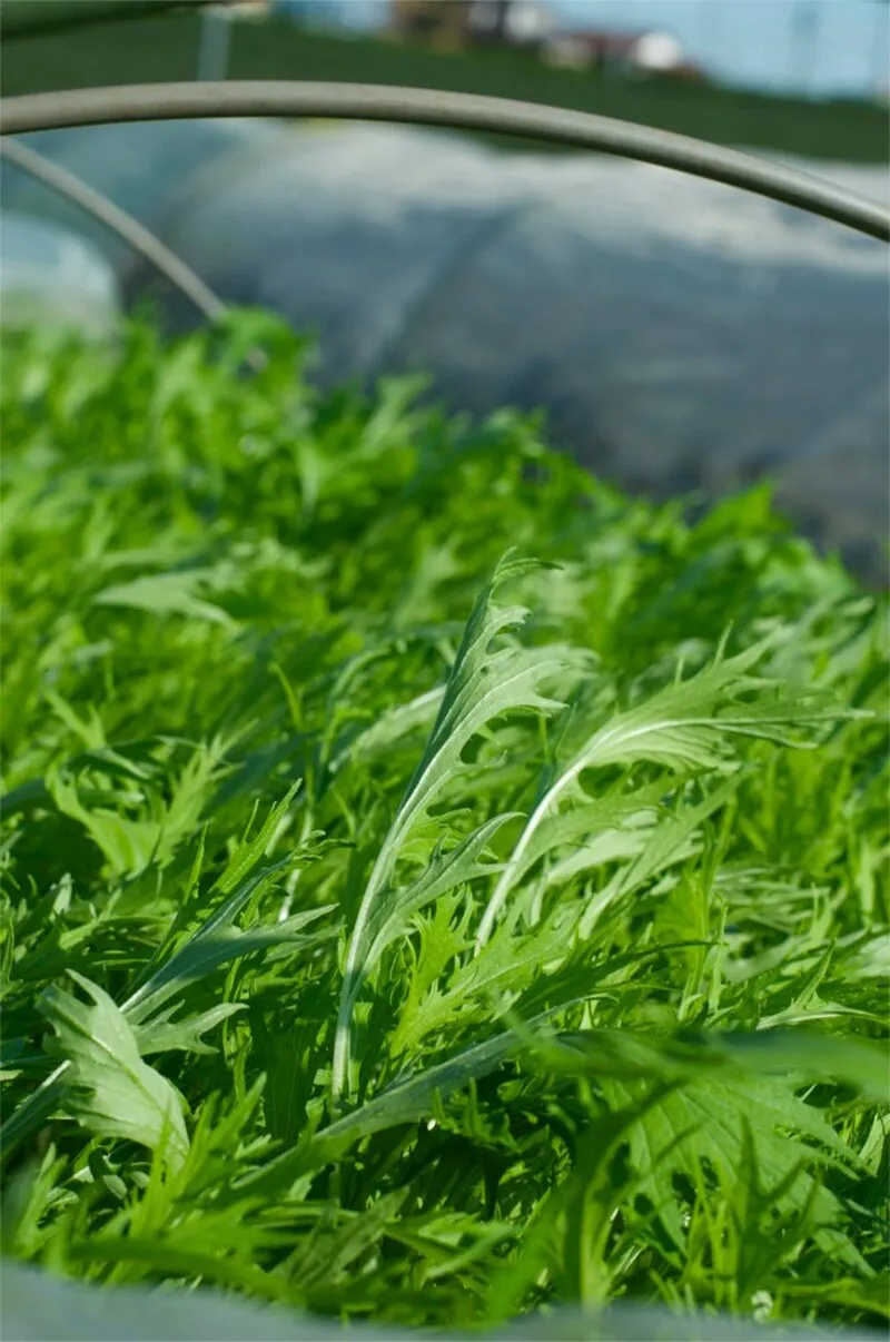Mizuna plant