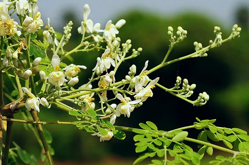 Moringa plant