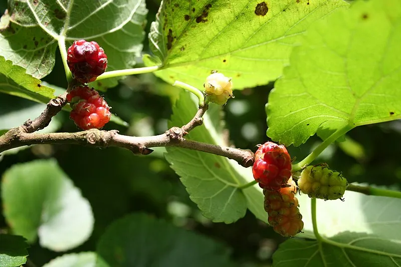 Mulberry plant