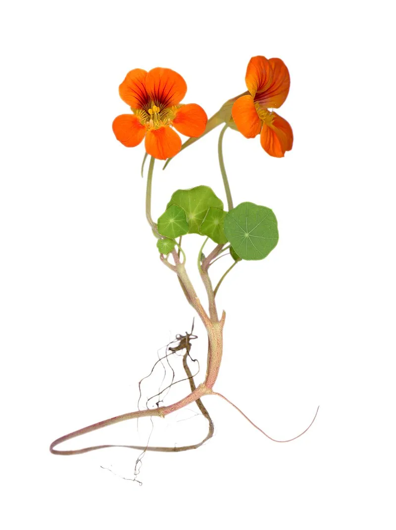 Nasturtium plant