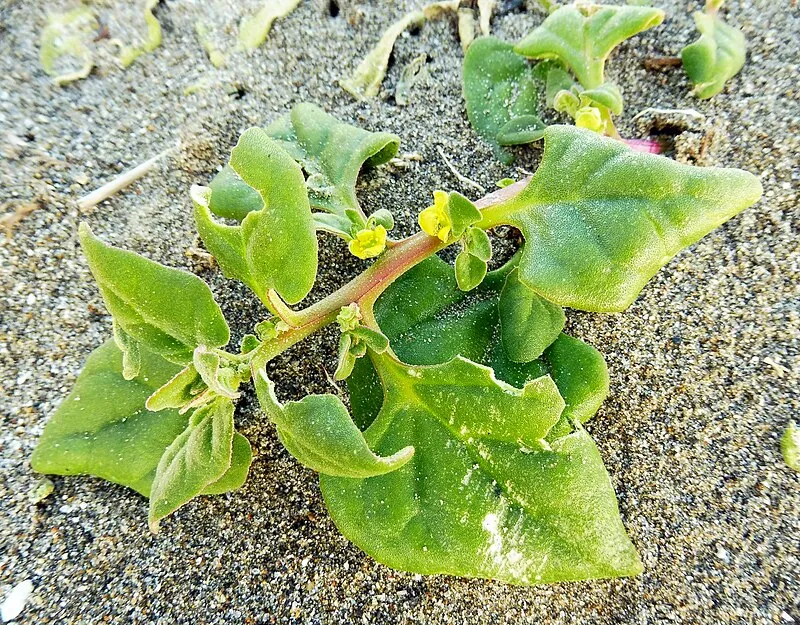 New Zealand Spinach plant