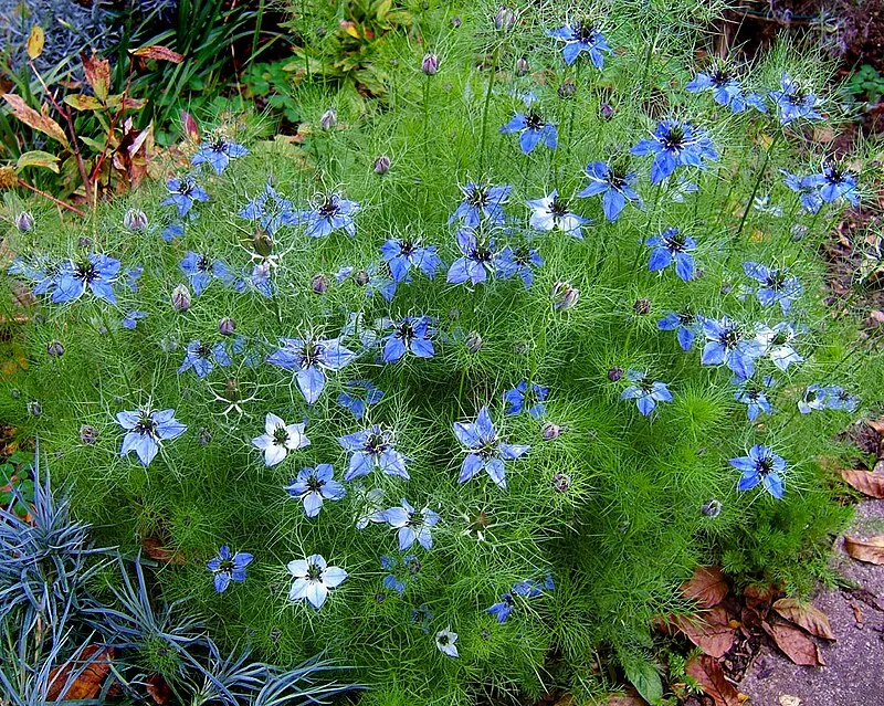 Nigella plant