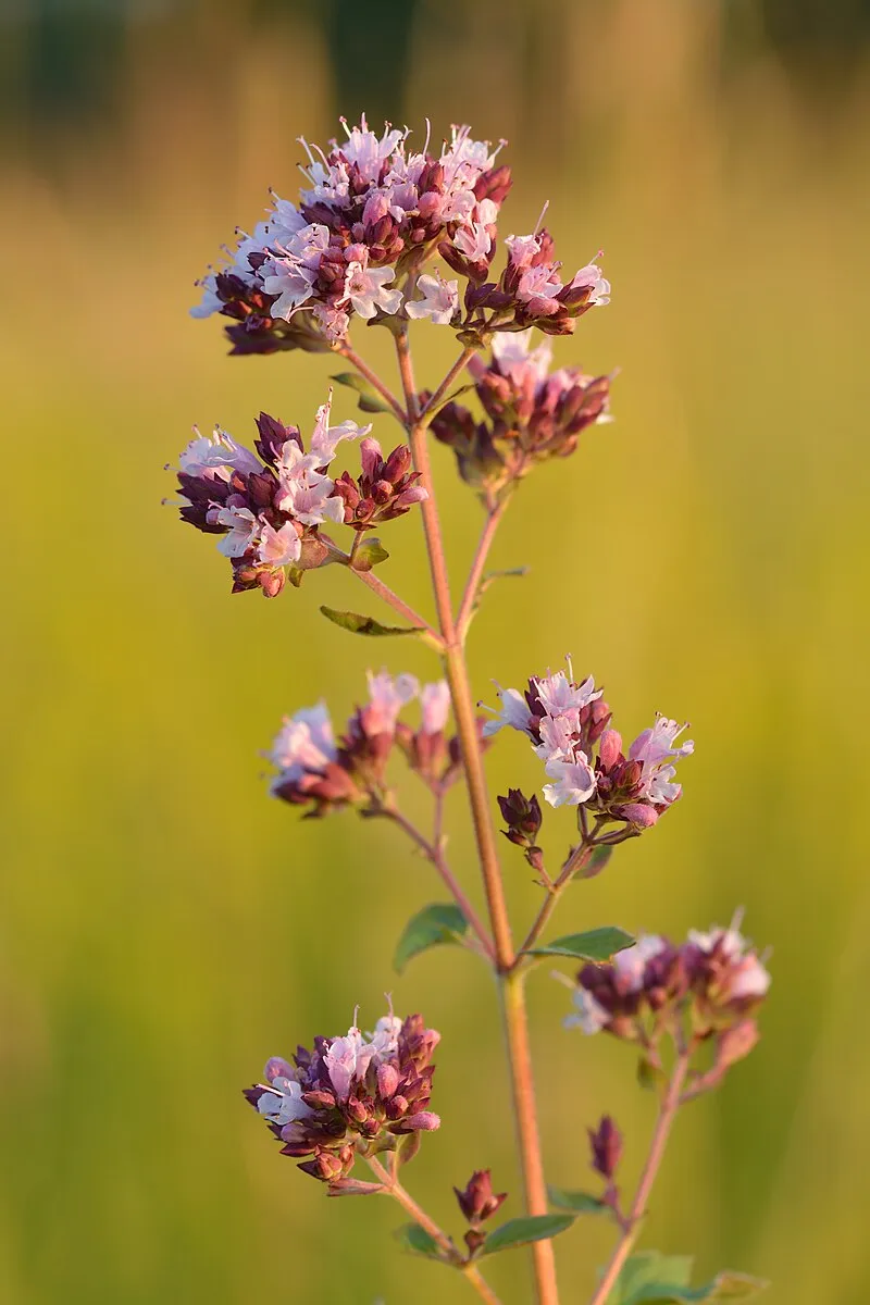 Oregano plant