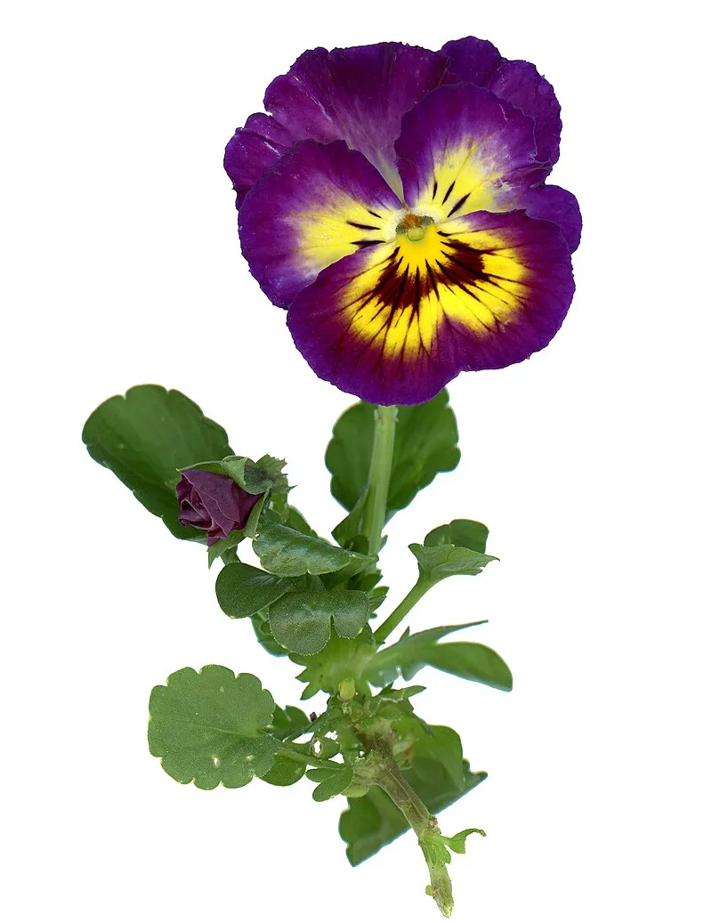 Pansy plant