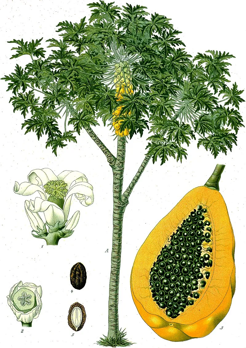 Papaya plant