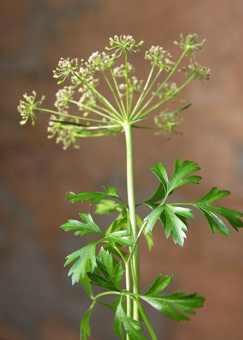 Parsley plant