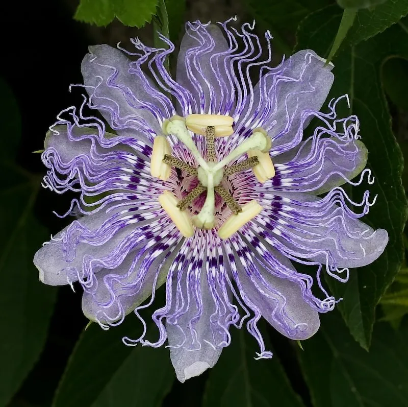 Passion Flower plant