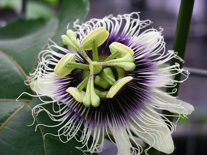 Passion Fruit plant