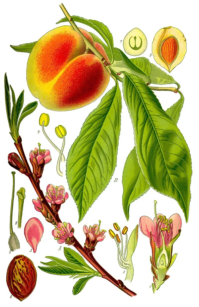 Peach plant