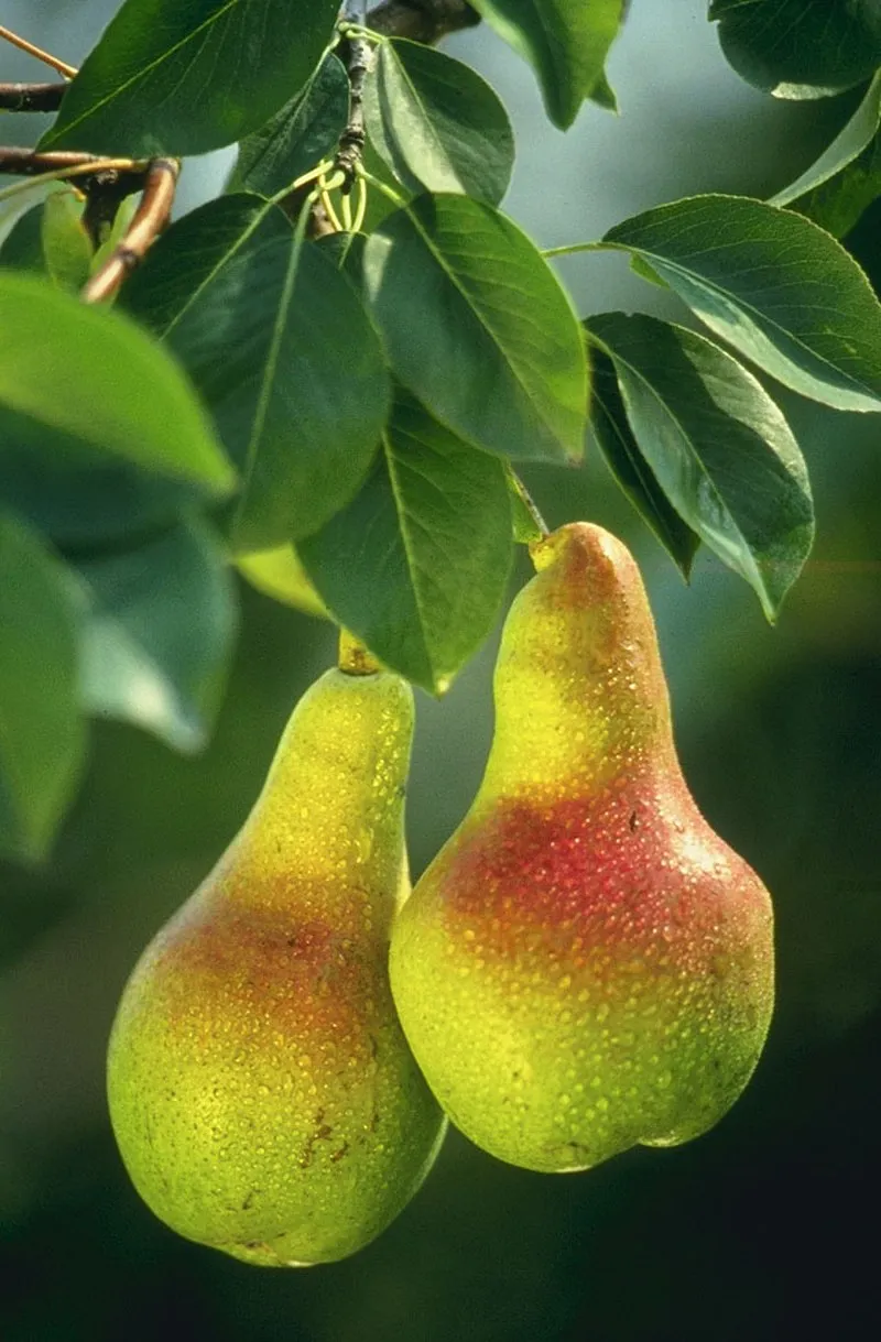 Pear plant