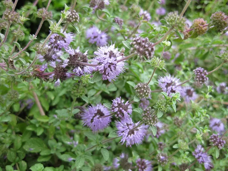Pennyroyal plant