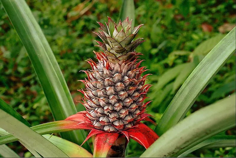 Pineapple plant
