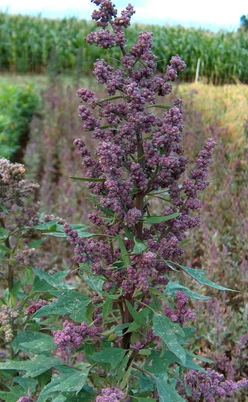Quinoa plant