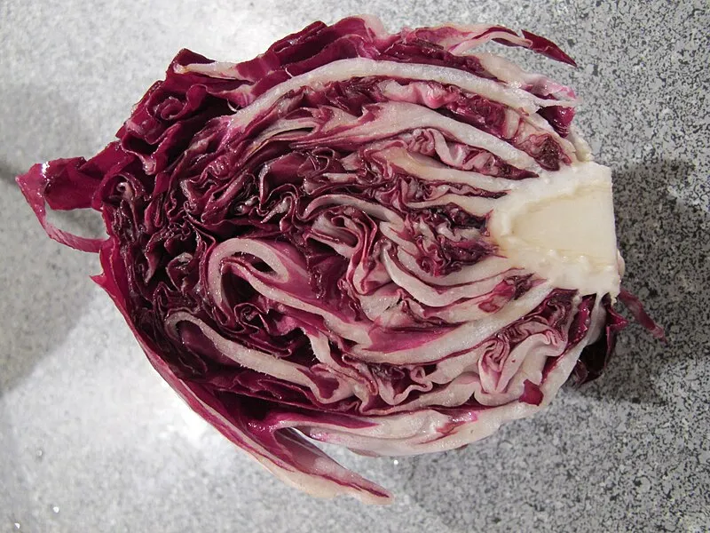 Radicchio plant