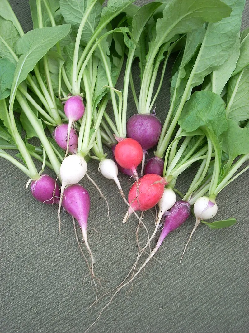Radish plant