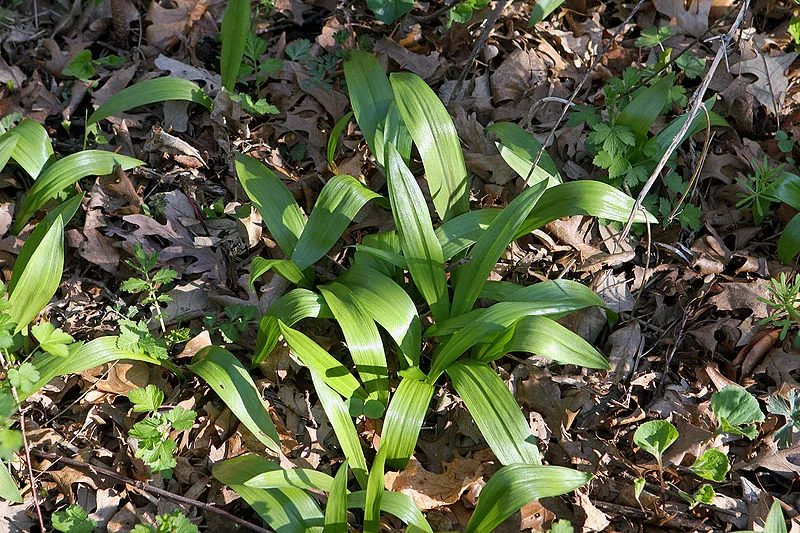Ramps plant