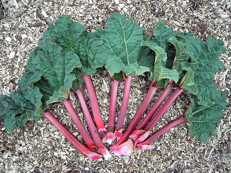 Rhubarb plant