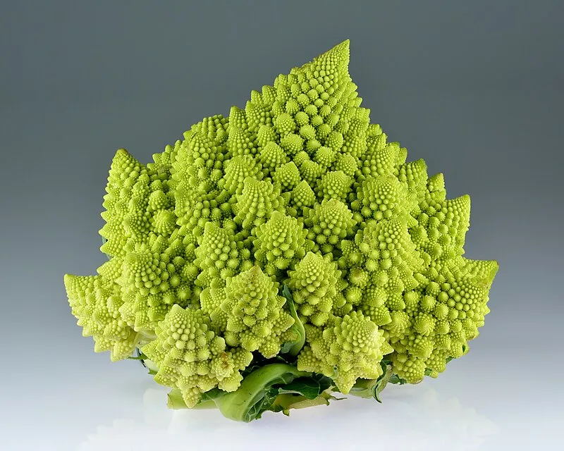 Romanesco plant