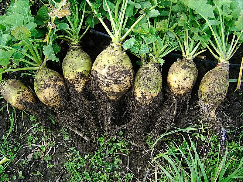 Rutabaga plant