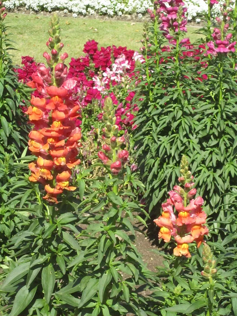 Snapdragon plant