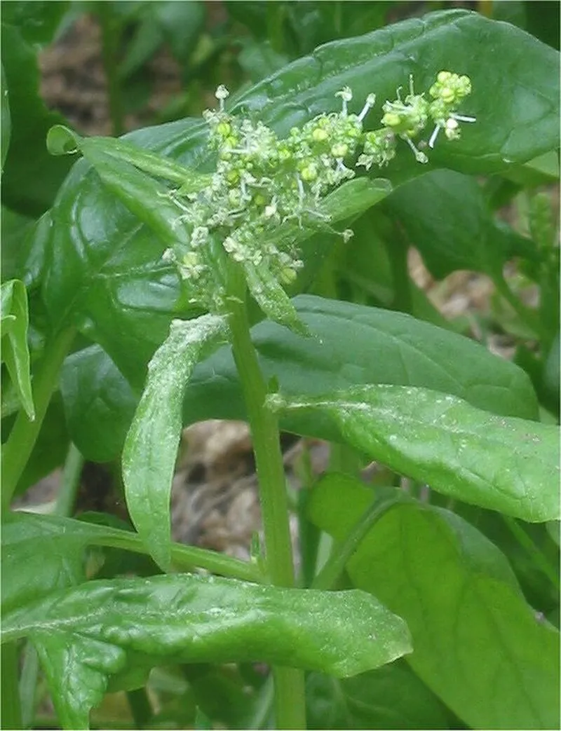 Spinach plant