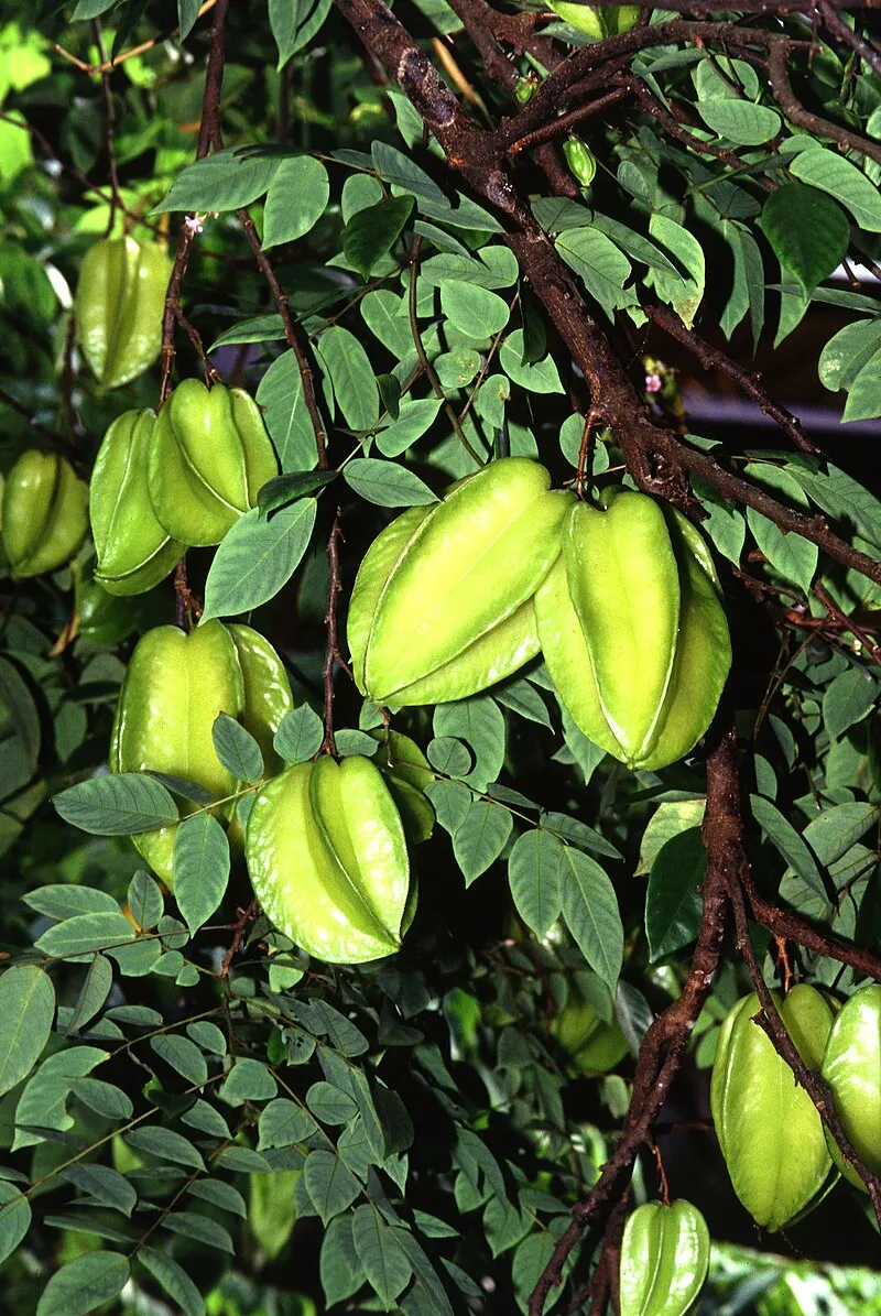 Star Fruit plant