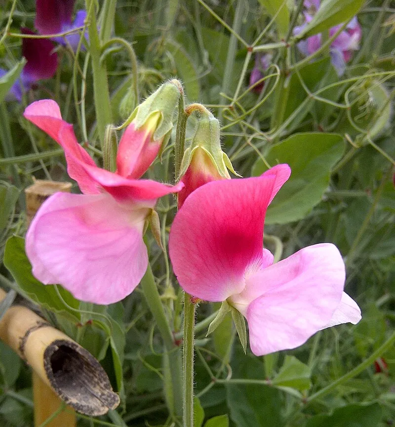 Sweet Pea Flower plant