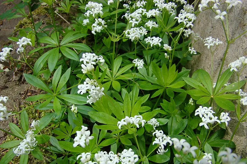 Sweet Woodruff plant