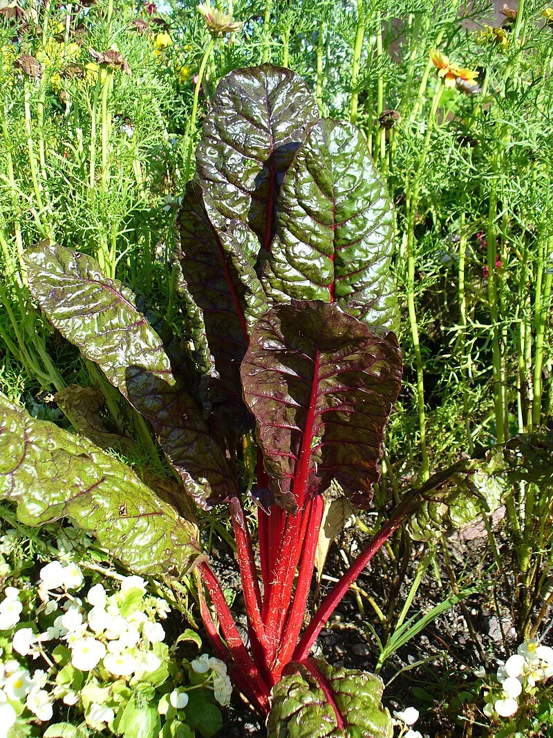 Swiss Chard plant
