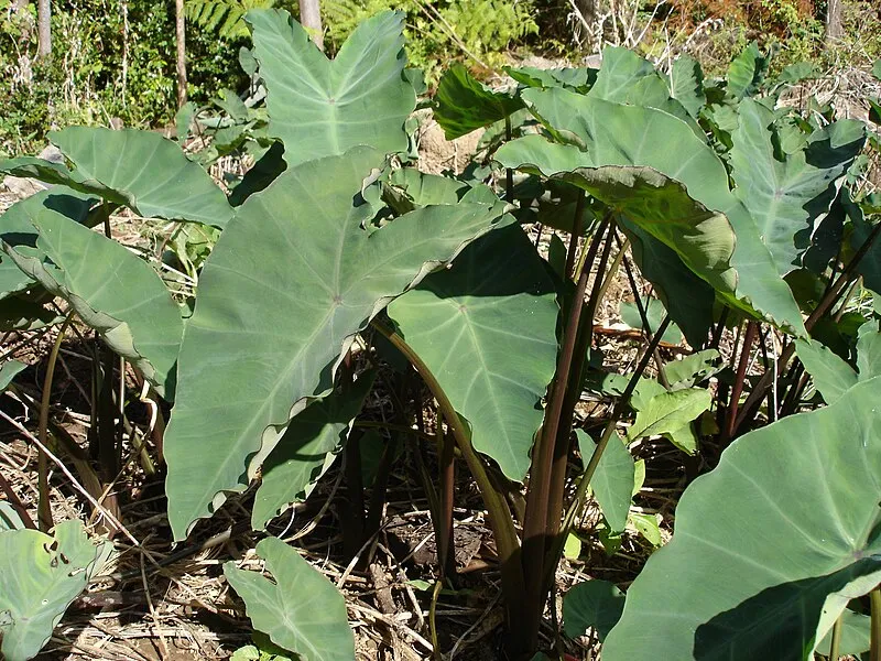Taro plant