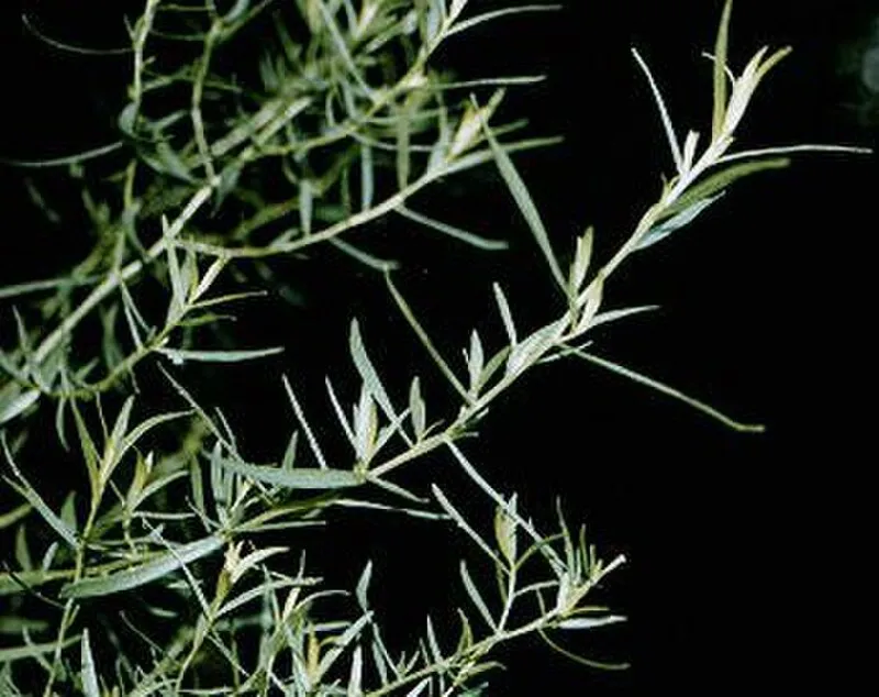 Tarragon plant