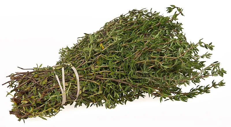 Thyme plant