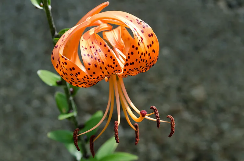 Tiger Lily plant