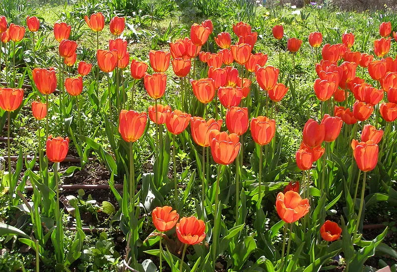 Tulip plant