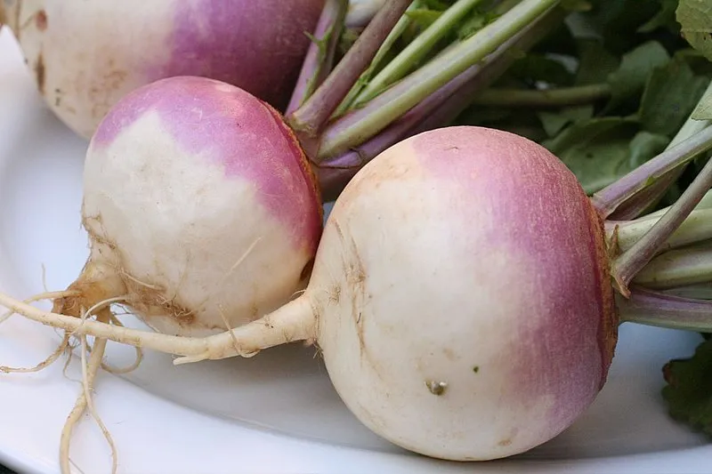 Turnip plant
