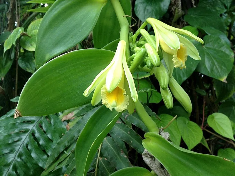 Vanilla plant