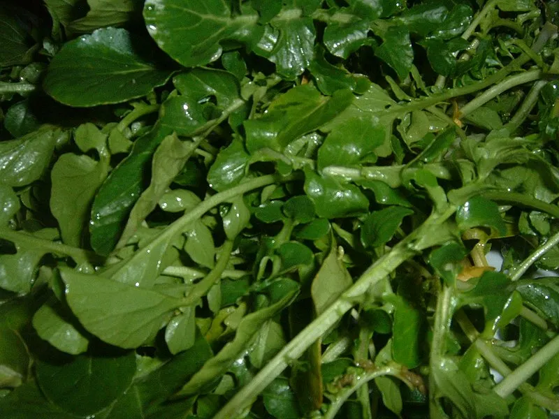 Watercress plant