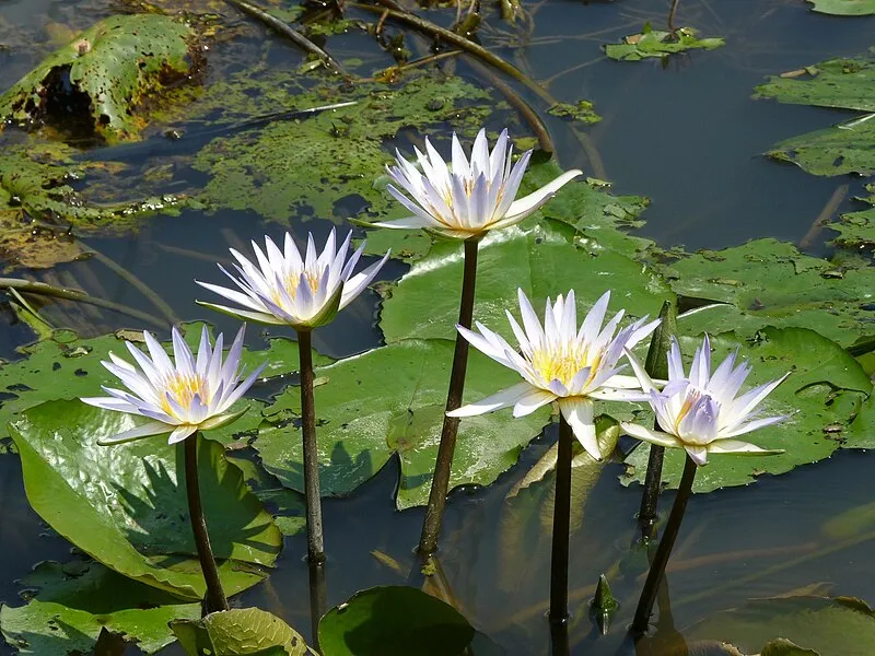 Waterlily plant
