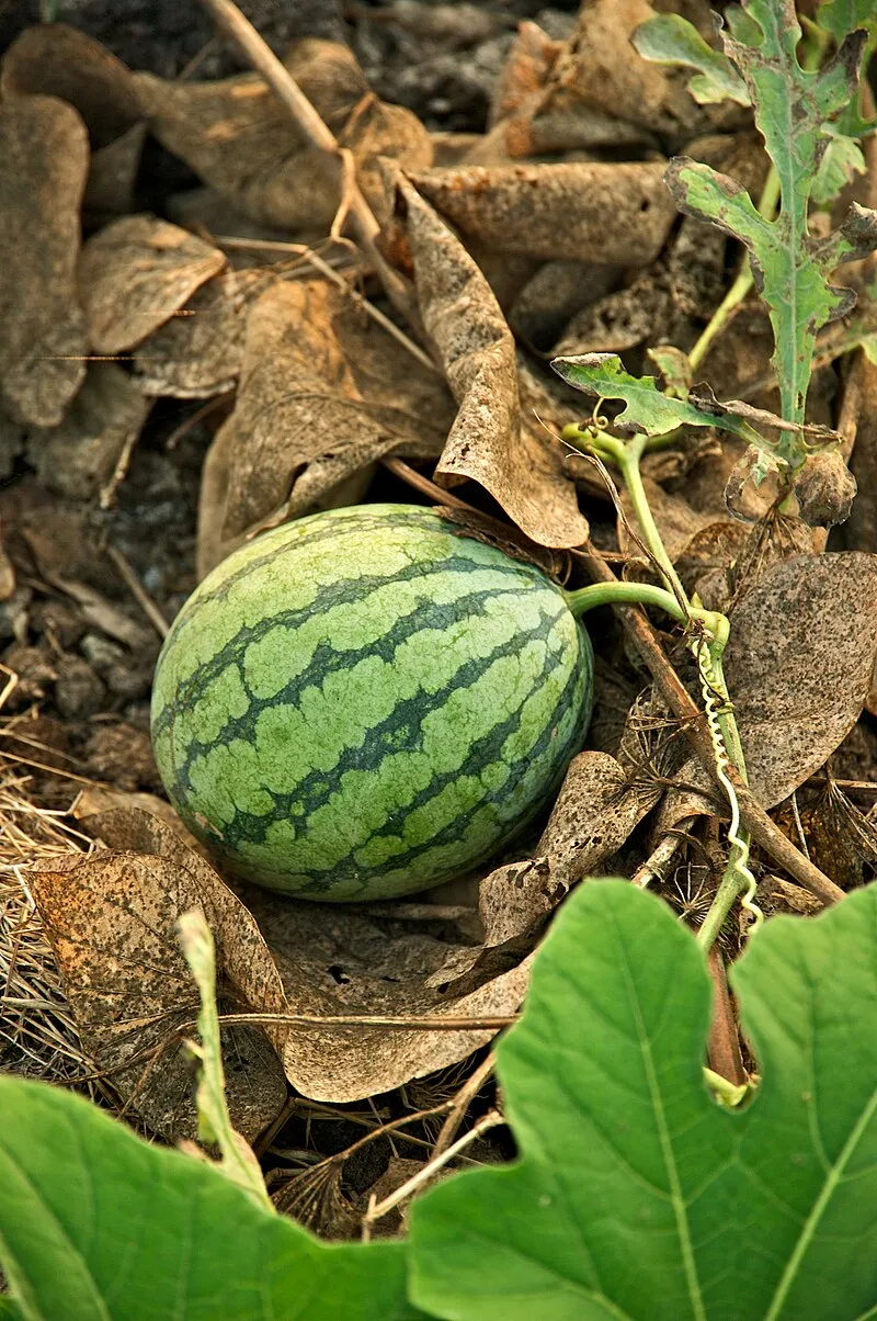 Watermelon plant
