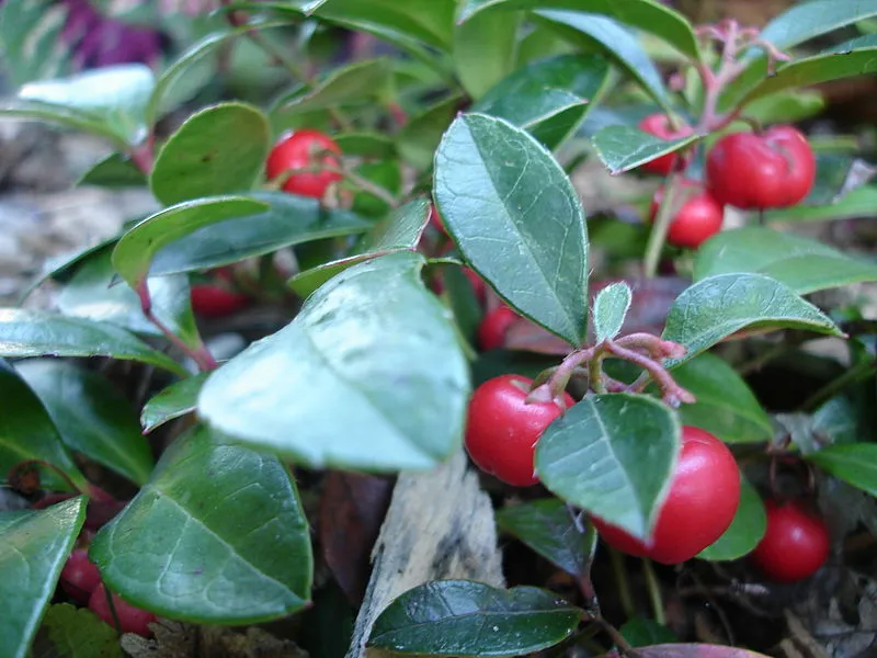 Wintergreen plant