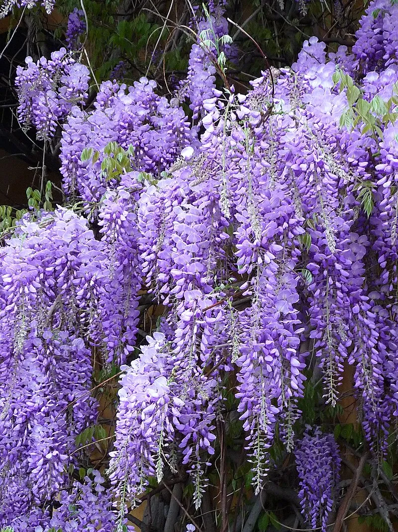 Wisteria plant