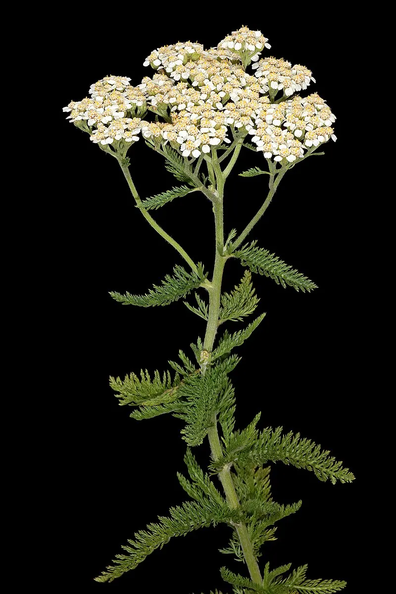 Yarrow plant