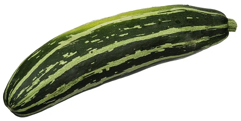 Zucchini plant